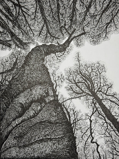Detailed illustration of tree trunks and branches from a forest floor perspective