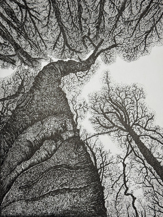 Detailed illustration of tree trunks and branches from a forest floor perspective