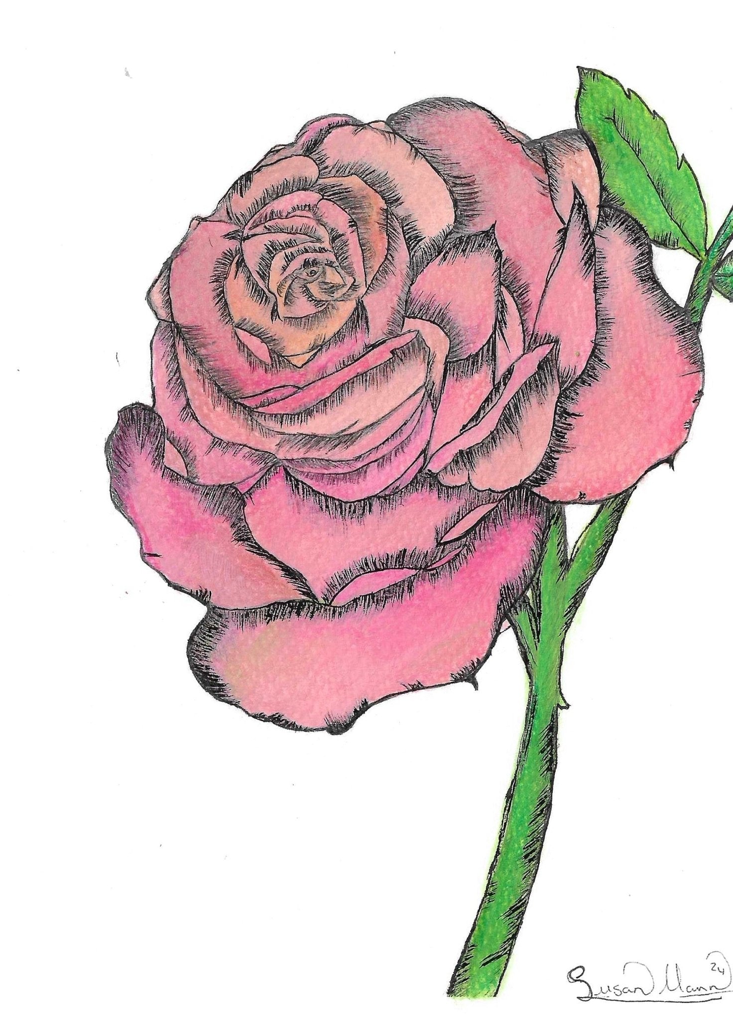 Pink Rose Art Print - Susan Mann Art