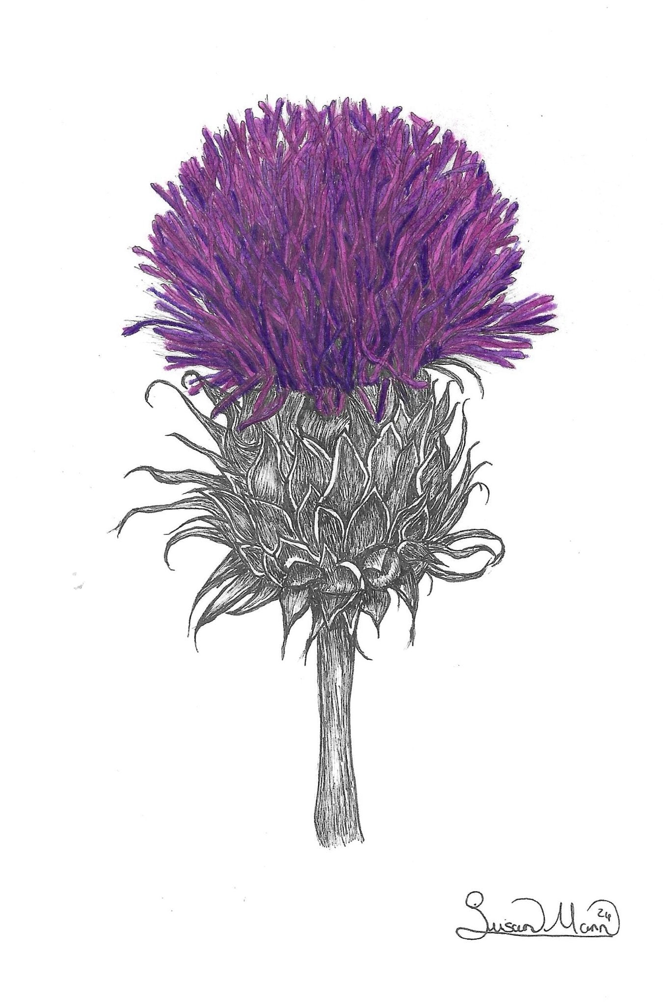 Purple Thistle Greeting Card - Susan Mann Art