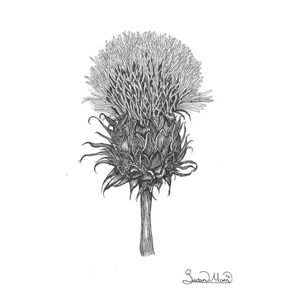 Thistle Greeting Card - Susan Mann Art